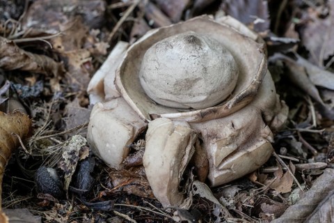 Ruffed Earth Star (Geastrum triplex), Emsland, Lower Saxony, Germany