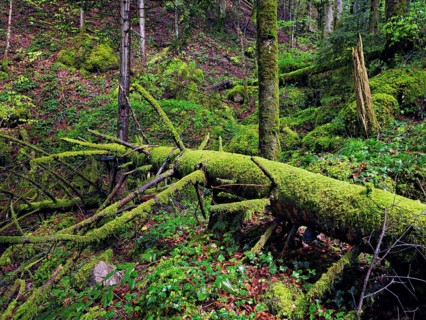 Moss-covered dead tree in the Sihlwald forest, Sihlsprung, Menzingen, Canton Zug, Switzerland
