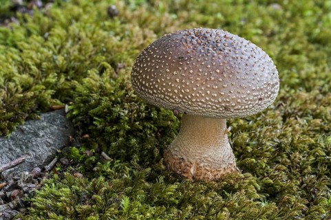 European blusher (Amanita rubescens) among moss