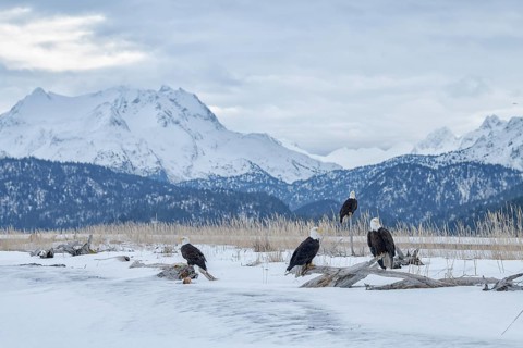 Bald Eagle (Haliaeetus leucocephalus) group, Alaska, USA