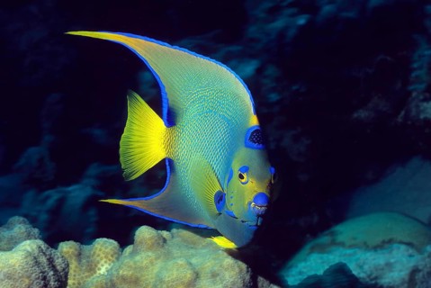 Underwater photo of Diademed Angelfish (Holacanthus ciliaris) Queen Angelfish, Caribbean