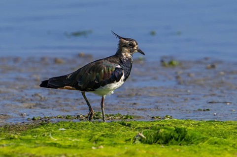 Northern lapwing (Vanellus vanellus) female foraging along muddy shore of pond in salt marsh,