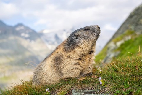Alpine marmot (Marmota marmota) in autumn, Grossglockner, High Tauern National Park, Austria