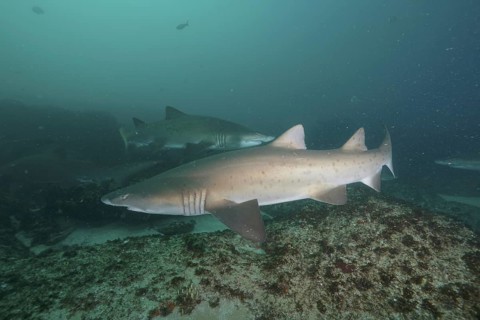 Sand tiger shark (Carcharias taurus)