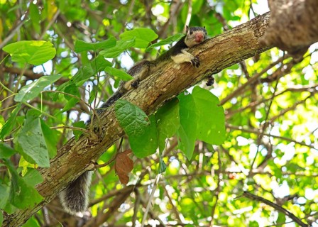 Sri Lanka giant squirrel (Ratufa macroura) on a tree, Habarana, Anuradhapura, North Central