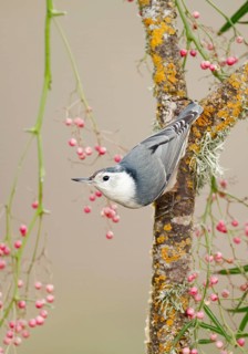 White-breasted Nuthatch (Sitta carolinensis), California, USA
