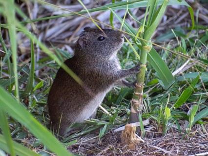 Wild guinea pig (Cavia aperea) in the wild in a nature reserve in Buenos Aires, Argentina