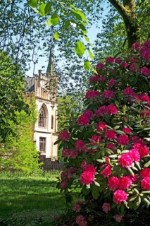 Rhododendron blossoms, castle park, Evenburg, Leer, East Frisia, Germany