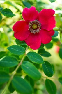 Mandarin rose (Rosa moyesii), flower, Saxony, Germany