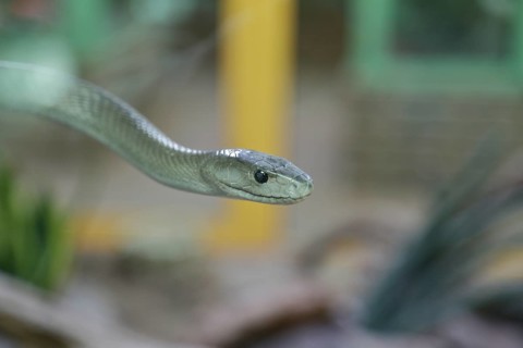 Western green mamba (Dendroaspis viridis), green mamba, venomous snake, climbing in a tree, animal