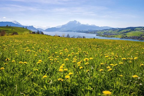 View of Lake Lucerne and Mount Pilatus, Küssnacht am Rigi, Canton Schwyz, Switzerland