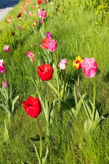 Tulips (tulpia) blooming in different colours in a meadow, spring in the Käbschütztal, Saxony,