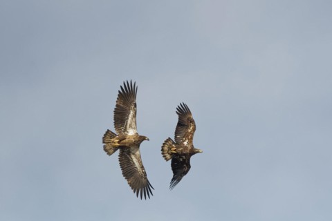Two young bald eagle (Haliaeetus leucocephalus) in flight, Yukon Territory, Canada