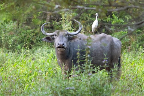 Water buffalo (Bubalus arnee) and great egret (Ardea alba) in Yala Natioal Park, Southern Province,