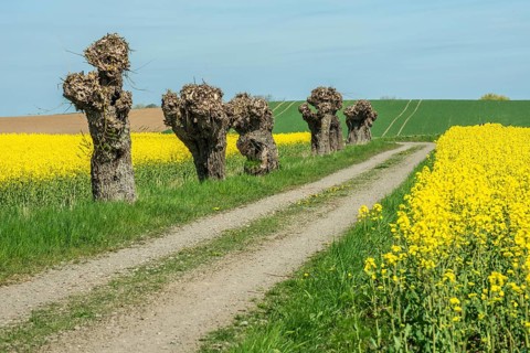 Small country road with willow trees by fields with flowering rapeseed in Skivarp, Skurup