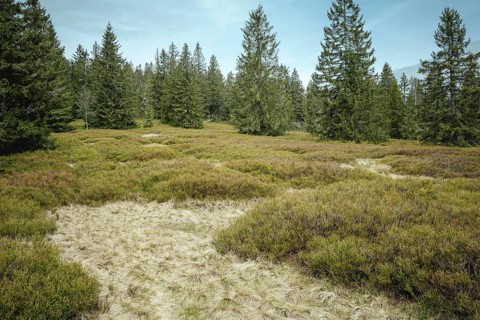 Schachten between Heugstatt and Gentiana bavarica, Bavarian Forest, Bavaria, Germany