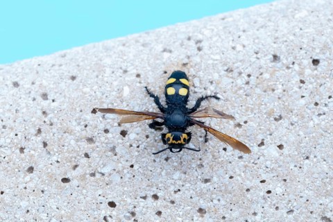 Mammoth wasp, female, Megascolia maculata flavifrons Fabricius, dead insect, France