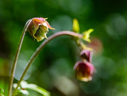 Brooklime (Geum rivale), Bischofswiesen, Berchtesgadener Land, Bavaria, Germany