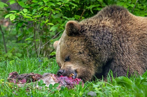 European brown bear (Ursus arctos) feeding on roe deer carcass, hidden in brushwood of forest