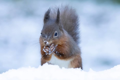 Red squirrel (Sciurus vulgaris) adult animal feeding on a nut in a snow covered woodland in winter,