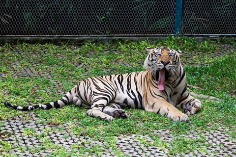 Tiger (Panthera tigris) Pattaya Thailand
