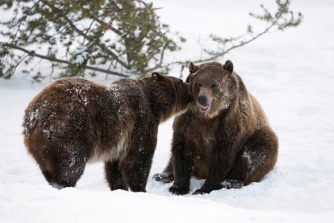 Grizzly Bear (Ursus arctos horribilis) two adult together in the snow, Wyoming, USA