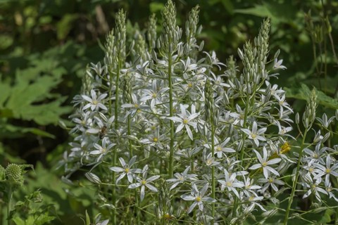 Milk star (Ornithogalum ponticum), Münsterland, North Rhine-Westphalia, Germany