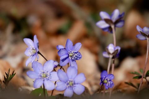 Liverwort (Hepatica nobilis), end of March, Mecklenburg-Western Pomerania, Germany