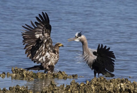 Juvenile Bald Eagle (Haliaeetus leucocephalus) attacks Great Blue Heron (Ardea herodias),