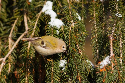 Goldcrest (Regulus regulus), Baden-Wuerttemberg, Germany