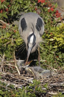 Great Blue Heron (Ardea herodias), Florida, USA