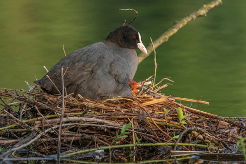 A burbot (Fulica atra) broods its two-day-old chicks on its nest. Bas rhin, Alsace, grand est,