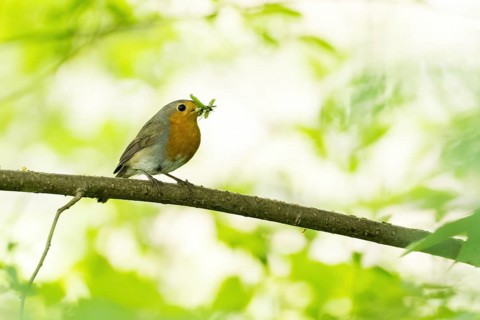 A robin (Erithacus rubecula) with prey in its beak sitting on a branch in a green environment,
