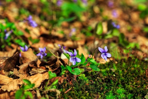 Wood violet (Viola reichenbachiana) among leaves on the forest floor, spring bloomer, Jakobsberg