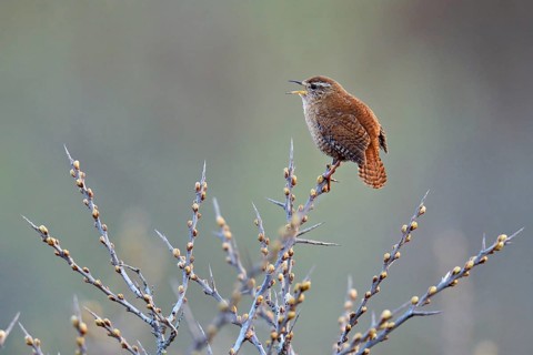Wren (Troglodytes troglodytes), singing on sea buckthorn, Texel, Holland, Lowlands