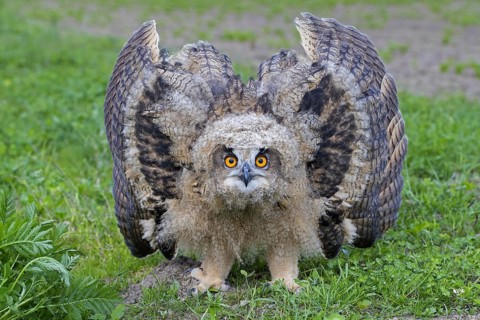 Threat display by Eurasian eagle-owl (Bubo bubo), young European eagle-owl owlet showing lowered