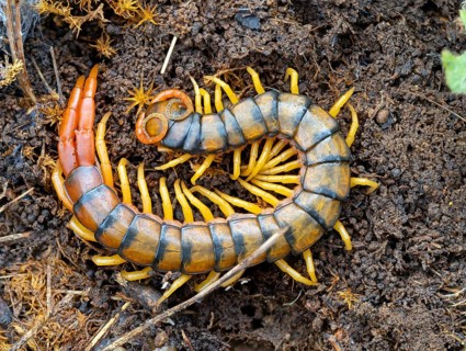 Megarian banded centipede (Scolopendra cingulata), Megarian banded centipede, Mediterranean banded