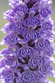 Southern marsh orchid (Dactylorhiza maculata), Emsland, Lower Saxony, Germany