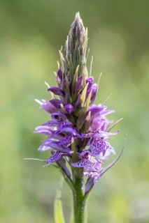Southern marsh orchid (Dactylorhiza praetermissa), Emsland, Lower Saxony, Germany