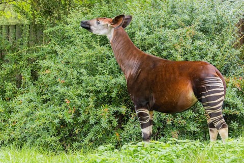 An adult okapi (Okapia johnstoni) stands in the middle of green bushes and eats the leaves