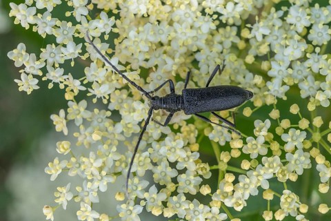 Oxymirus cursor beetle feeding on pollen on an elderflower. Jechtingen, Emmendingen, Kaiserstuhl,