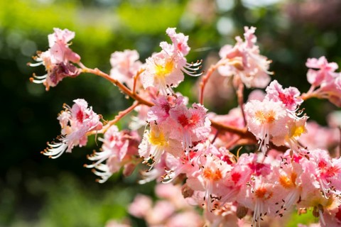 Aesculus pavia (Aesculus pavia) in bloom