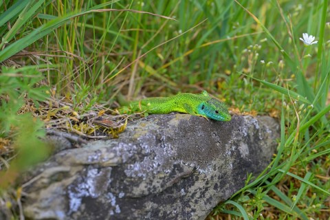 Western green lizard (Lacerta bilineata), resting on a stone of a dry stone wall, Neckar valley,