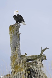 Bald Eagle (Haliaeetus leucocephalus), Alaska, USA