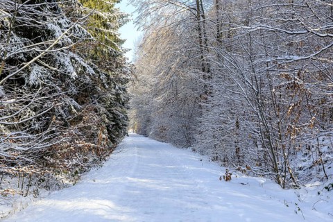 Straight hiking trail on a former railway embankment in the snow near Dürrröhrsdorf-Dittersbach,