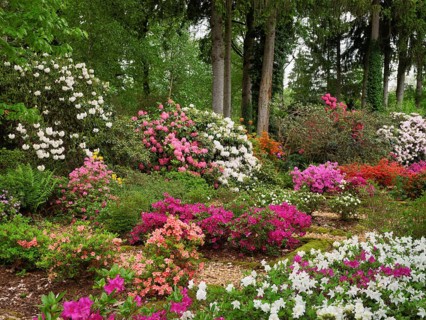 Flowering rhododendron (Rhododendron campanulatum), Seleger Moor, Rifferswil, Canton Zurich,