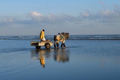 Horse fishermen on their way to fish for Brown shrimp (Crangon crangon), Koksijde, North Sea coast,