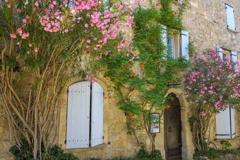 Blooming oleander in a narrow alleyway in the historic centre of Venasque, Vaucluse, France