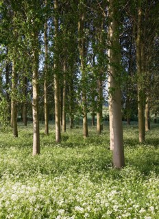 Common or Quaking Aspen trees, Populus tremula, in a small plantation near Bures, Suffolk, England,