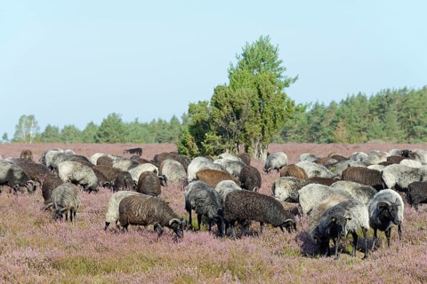 Heidschnucken (Ovis aries), herd in the blooming heathland, Südheide Nature Park, Lüneburg Heath,